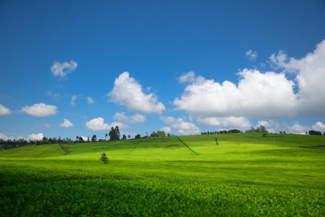 (260101) -- KIAMBU, Jan. 1, 2026 (Xinhua) -- This photo taken on Jan. 1, 2026 shows the scenery in Kiambu, Kenya. (Xinhua/Yang Guang)