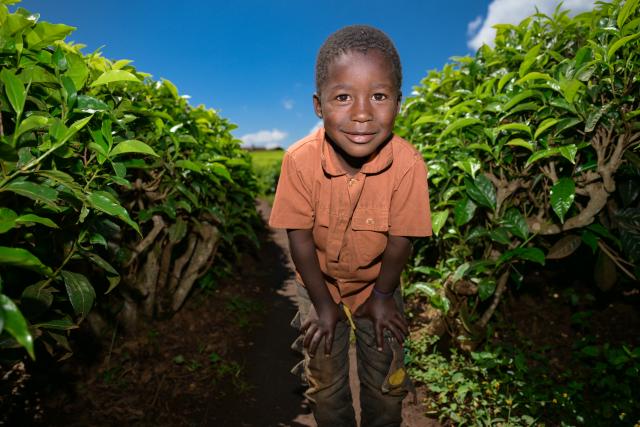 (260101) -- KIAMBU, Jan. 1, 2026 (Xinhua) -- A boy poses for a photo at a tea garden in Kiambu, Kenya, Jan. 1, 2026. (Xinhua/Yang Guang)