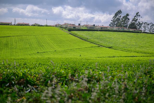 (260101) -- KIAMBU, Jan. 1, 2026 (Xinhua) -- This photo taken on Jan. 1, 2026 shows the scenery in Kiambu, Kenya. (Xinhua/Yang Guang)