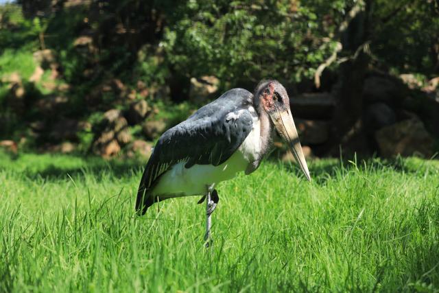 (260102) -- JOHANNESBURG, Jan. 2, 2026 (Xinhua) -- This photo taken on Jan. 2, 2026 shows a marabou stork at Johannesburg Zoo in Johannesburg, South Africa. Founded in 1904, the zoo is situated in the leafy northern suburb of Johannesburg. It houses about 2,000 animals. (Xinhua/Chen Wei)