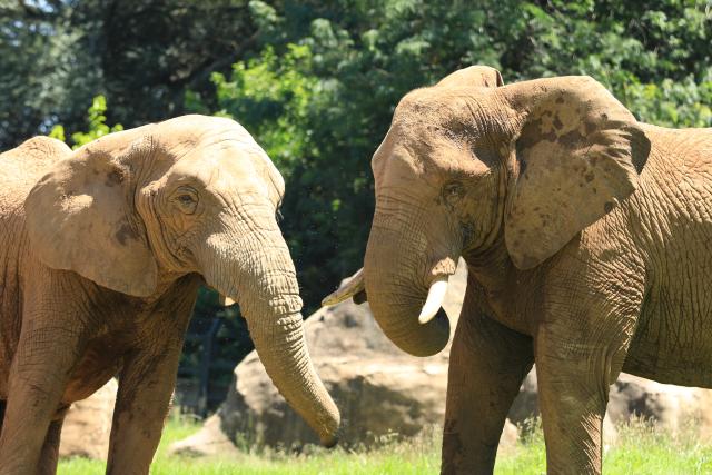 (260102) -- JOHANNESBURG, Jan. 2, 2026 (Xinhua) -- This photo taken on Jan. 2, 2026 shows African elephants at Johannesburg Zoo in Johannesburg, South Africa. Founded in 1904, the zoo is situated in the leafy northern suburb of Johannesburg. It houses about 2,000 animals. (Xinhua/Chen Wei)
