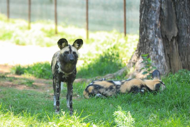 (260102) -- JOHANNESBURG, Jan. 2, 2026 (Xinhua) -- This photo taken on Jan. 2, 2026 shows African wild dogs at Johannesburg Zoo in Johannesburg, South Africa. Founded in 1904, the zoo is situated in the leafy northern suburb of Johannesburg. It houses about 2,000 animals. (Xinhua/Chen Wei)
