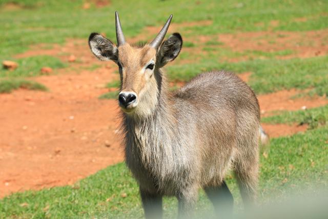 (260102) -- JOHANNESBURG, Jan. 2, 2026 (Xinhua) -- This photo taken on Jan. 2, 2026 shows a waterbuck at Johannesburg Zoo in Johannesburg, South Africa. Founded in 1904, the zoo is situated in the leafy northern suburb of Johannesburg. It houses about 2,000 animals. (Xinhua/Chen Wei)