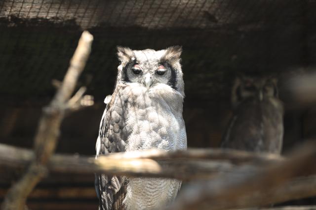 (260103) -- BEIJING, Jan. 3, 2026 (Xinhua) -- This photo taken on Jan. 2, 2026 shows a verreaux's eagle-owl at Johannesburg Zoo in Johannesburg, South Africa. Founded in 1904, the zoo is situated in the leafy northern suburb of Johannesburg. It houses about 2,000 animals. (Xinhua/Chen Wei)