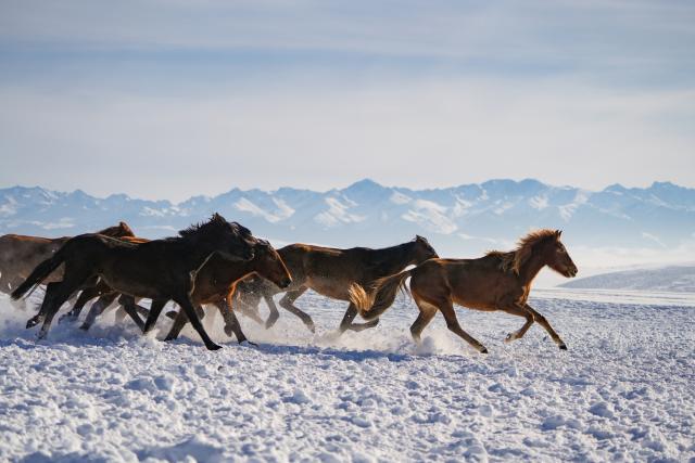 (260103) -- ZHAOSU, Jan. 3, 2026 (Xinhua) -- This photo taken on Jan. 3, 2026 shows a scene during a horse galloping performance at a wetland park in Zhaosu County, Ili Kazak Autonomous Prefecture, northwest China's Xinjiang Uygur Autonomous Region. Leveraging its unique ice and snow resources in winter, Zhaosu County has developed diverse winter tourist services to attract visitors. (Xinhua/Xu Hongyan)