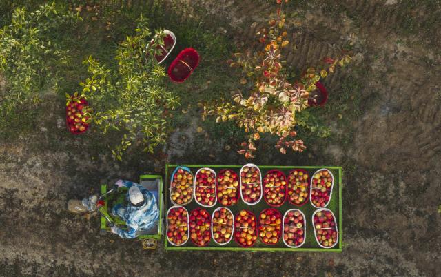 (260104) -- BEIJING, Jan. 4, 2026 (Xinhua) -- An aerial drone photo taken on Oct. 23, 2025 shows a staff member transporting newly-picked apples at an orchard in Alaer City, northwest China's Xinjiang Uygur Autonomous Region. (Xinhua/Cai Yang)