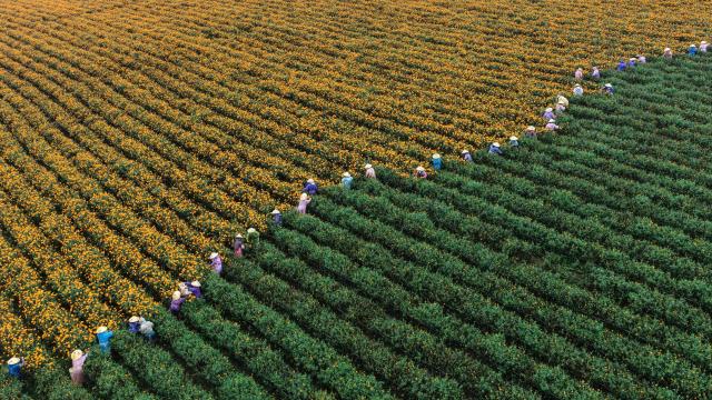 (260104) -- BEIJING, Jan. 4, 2026 (Xinhua) -- An aerial drone photo taken on Aug. 23, 2025 shows farmers harvesting marigold flowers in Tengchong, southwest China's Yunnan Province. (Photo by Gong Zujin/Xinhua)
