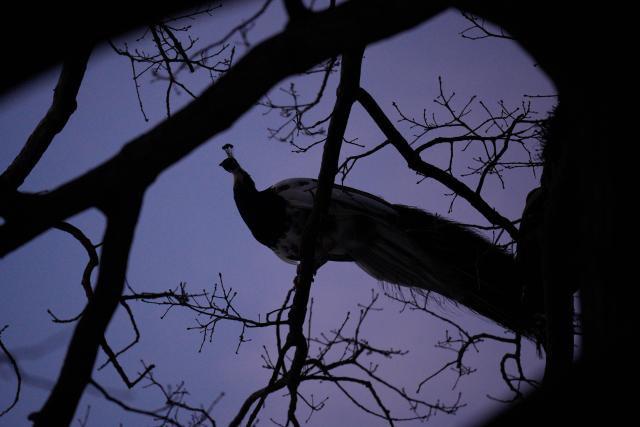 (260105) -- WARSAW, Jan. 5, 2026 (Xinhua) -- A peacock perches on a tree branch at Lazienki Park in Warsaw, Poland on Jan. 4, 2026. Warsaw has recently seen continuous snowfall, bringing residents outdoors to enjoy winter activities. (Photo by Jaap Arriens/Xinhua)