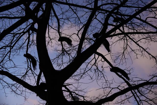(260105) -- WARSAW, Jan. 5, 2026 (Xinhua) -- Peacocks perch on tree branches at Lazienki Park in Warsaw, Poland on Jan. 4, 2026. Warsaw has recently seen continuous snowfall, bringing residents outdoors to enjoy winter activities. (Photo by Jaap Arriens/Xinhua)