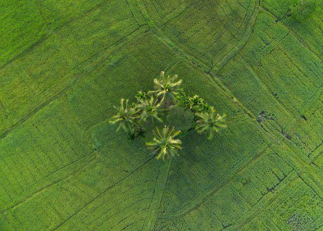 (260105) -- EHELIYAGODA, Jan. 5, 2026 (Xinhua) -- An aerial drone photo taken on Jan. 5, 2026 shows paddy fields in Eheliyagoda, Sri Lanka. (Photo by Thilina Kaluthotage/Xinhua)