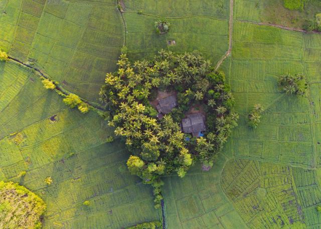 (260105) -- EHELIYAGODA, Jan. 5, 2026 (Xinhua) -- An aerial drone photo taken on Jan. 5, 2026 shows paddy fields in Eheliyagoda, Sri Lanka. (Photo by Thilina Kaluthotage/Xinhua)
