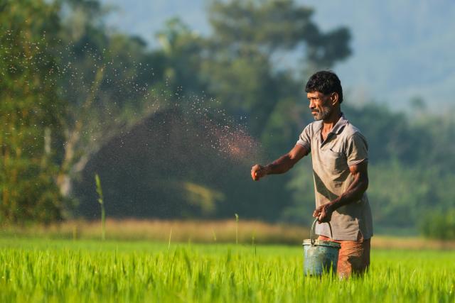 (260105) -- EHELIYAGODA, Jan. 5, 2026 (Xinhua) -- A farmer applies fertilizer to a paddy field in Eheliyagoda, Sri Lanka, Jan. 5, 2026. (Photo by Thilina Kaluthotage/Xinhua)