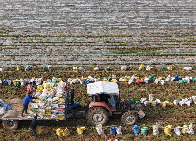 (260105) -- BEIJING, Jan. 5, 2026 (Xinhua) -- An aerial drone photo taken on Jan. 5, 2026 shows farmers harvesting carrots in a field in Wenxian County of Jiaozuo City, central China's Henan Province. Minor Cold, also known as "Xiao Han" in Chinese, is the 23rd of the 24 Solar Terms on the Chinese lunar calendar and falls on Monday this year. 
   During Minor Cold, most areas in China have entered the bitter cold stage of winter. (Photo by Xu Hongxing/Xinhua)