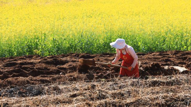 (260105) -- BEIJING, Jan. 5, 2026 (Xinhua) -- A farmer digs yams in a field in Fenghuang Village of Mingguang Town, Tengchong City of southwest China's Yunnan Province, Jan. 5, 2026. Minor Cold, also known as "Xiao Han" in Chinese, is the 23rd of the 24 Solar Terms on the Chinese lunar calendar and falls on Monday this year. 
   During Minor Cold, most areas in China have entered the bitter cold stage of winter. (Photo by Gong Zujin/Xinhua)