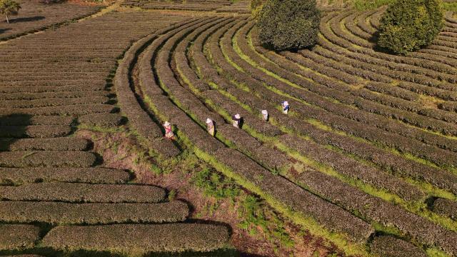 (260105) -- BEIJING, Jan. 5, 2026 (Xinhua) -- An aerial drone photo taken on Jan. 5, 2026 shows tea farmers working at a tea garden in Ning'er Hani and Yi Autonomous County of Pu'er City, southwest China's Yunnan Province. Minor Cold, also known as "Xiao Han" in Chinese, is the 23rd of the 24 Solar Terms on the Chinese lunar calendar and falls on Monday this year. 
   During Minor Cold, most areas in China have entered the bitter cold stage of winter. (Photo by Yang Tingrong/Xinhua)