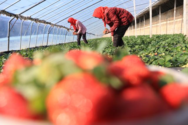 (260105) -- BEIJING, Jan. 5, 2026 (Xinhua) -- Farmers pick strawberries in a greenhouse in Zhaohu Village of Jinshan Town, Lianyungang City of east China's Jiangsu Province, on Jan. 5, 2026. Minor Cold, also known as "Xiao Han" in Chinese, is the 23rd of the 24 Solar Terms on the Chinese lunar calendar and falls on Monday this year. 
   During Minor Cold, most areas in China have entered the bitter cold stage of winter. (Photo by Si Wei/Xinhua)