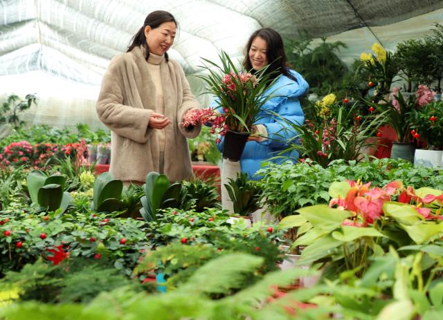 (260105) -- BEIJING, Jan. 5, 2026 (Xinhua) -- A flower farmer introduces flowers to a customer in a greenhouse of a plantation in Nanyang City, central China's Henan Province, Jan. 5, 2026. Minor Cold, also known as "Xiao Han" in Chinese, is the 23rd of the 24 Solar Terms on the Chinese lunar calendar and falls on Monday this year. 
   During Minor Cold, most areas in China have entered the bitter cold stage of winter. (Photo by Gao Song/Xinhua)