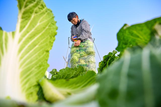 (260105) -- BEIJING, Jan. 5, 2026 (Xinhua) -- A farmer harvests Chinese cabbages in Huiting Town of Xiayi County, Shangqiu City of Central China's Henan Province, Jan. 5, 2026. Minor Cold, also known as "Xiao Han" in Chinese, is the 23rd of the 24 Solar Terms on the Chinese lunar calendar and falls on Monday this year. 
   During Minor Cold, most areas in China have entered the bitter cold stage of winter. (Photo by Wang Gaochao/Xinhua)