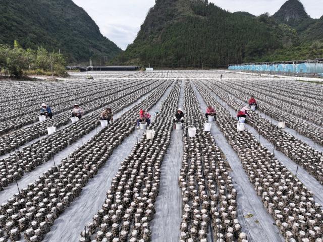 (260105) -- BEIJING, Jan. 5, 2026 (Xinhua) -- An aerial drone photo taken on Jan. 5, 2026 shows villagers harvesting black fungus in Dafu Village of Dongmen Town, Luocheng Mulao Autonomous County, south China's Guangxi Zhuang Autonomous Region. Minor Cold, also known as "Xiao Han" in Chinese, is the 23rd of the 24 Solar Terms on the Chinese lunar calendar and falls on Monday this year. 
   During Minor Cold, most areas in China have entered the bitter cold stage of winter. (Photo by Wei Rudai/Xinhua)