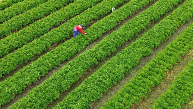 (260105) -- BEIJING, Jan. 5, 2026 (Xinhua) -- An aerial drone photo taken on Jan. 5, 2026 shows a farmer harvesting vegetables in Xialiang Village of Hezhou City, south China's Guangxi Zhuang Autonomous Region. Minor Cold, also known as "Xiao Han" in Chinese, is the 23rd of the 24 Solar Terms on the Chinese lunar calendar and falls on Monday this year. 
   During Minor Cold, most areas in China have entered the bitter cold stage of winter. (Photo by Liao Zuping/Xinhua)
