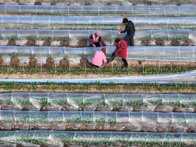 (260105) -- BEIJING, Jan. 5, 2026 (Xinhua) -- An aerial drone photo taken on Jan. 5, 2026 shows farmers working in a field in Shuangli Village of Mengcheng County, east China's Anhui Province. Minor Cold, also known as "Xiao Han" in Chinese, is the 23rd of the 24 Solar Terms on the Chinese lunar calendar and falls on Monday this year. 
   During Minor Cold, most areas in China have entered the bitter cold stage of winter. (Photo by Hu Weiguo/Xinhua)