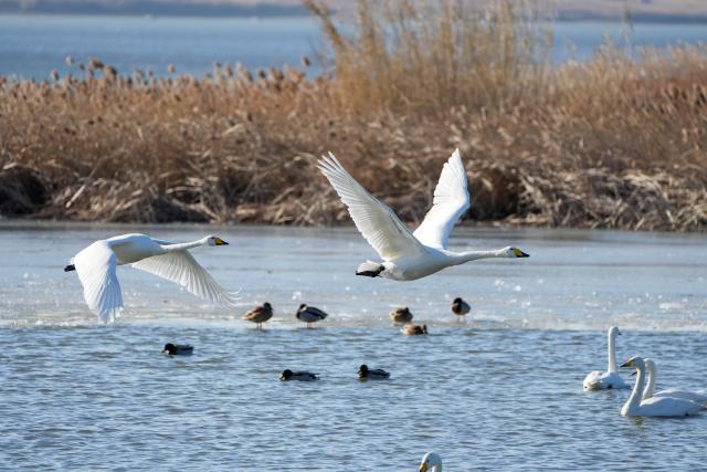 (260105) -- RONGCHENG, Jan. 5, 2026 (Xinhua) -- Wintering whooper swans are pictured at a national nature reserve in Rongcheng, east China's Shandong Province, Jan. 5, 2026. Over 6,000 migratory whooper swans have flocked to Rongcheng to spend the winter. (Xinhua/Xu Suhui)