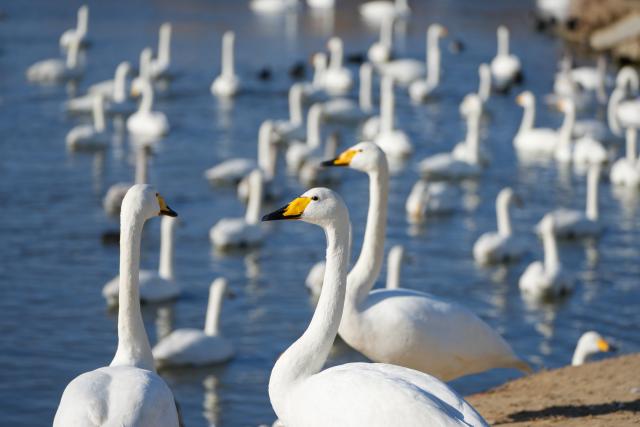 (260105) -- RONGCHENG, Jan. 5, 2026 (Xinhua) -- Wintering whooper swans are pictured at a national nature reserve in Rongcheng, east China's Shandong Province, Jan. 5, 2026. Over 6,000 migratory whooper swans have flocked to Rongcheng to spend the winter. (Xinhua/Xu Suhui)