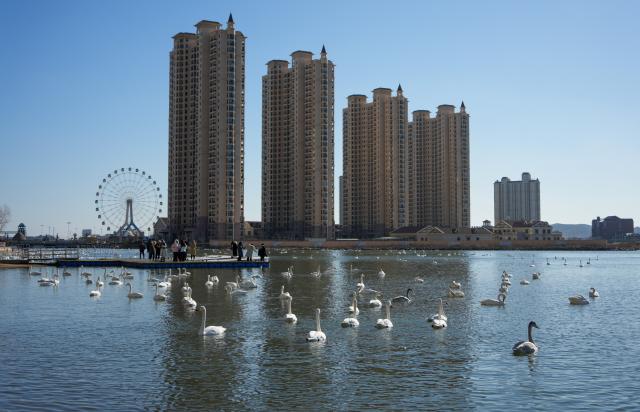 (260105) -- RONGCHENG, Jan. 5, 2026 (Xinhua) -- Wintering whooper swans are pictured in a lake in Rongcheng, east China's Shandong Province, Jan. 5, 2026. Over 6,000 migratory whooper swans have flocked to Rongcheng to spend the winter. (Xinhua/Xu Suhui)