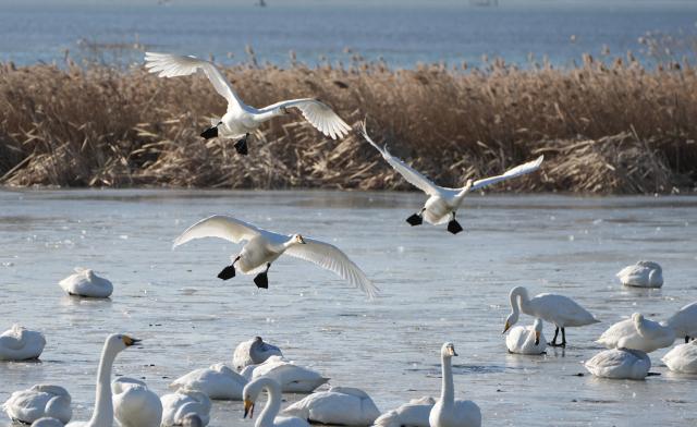 (260106) -- BEIJING, Jan. 6, 2026 (Xinhua) -- Wintering whooper swans are pictured at a national nature reserve in Rongcheng, east China's Shandong Province, Jan. 5, 2026.
  Over 6,000 migratory whooper swans have flocked to Rongcheng to spend the winter. (Xinhua/Xu Suhui)