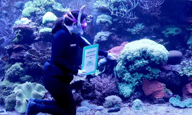(260107) -- LONDON, Jan. 7, 2026 (Xinhua) -- A staff member checks on the coral reef aquarium during the annual stocktake at London Zoo in London, Britain, Jan. 6, 2026. (Xinhua/Li Ying)