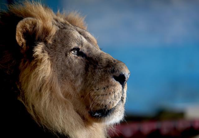 (260107) -- LONDON, Jan. 7, 2026 (Xinhua) -- A lion is seen during the annual stocktake at London Zoo in London, Britain, Jan. 6, 2026. (Xinhua/Li Ying)