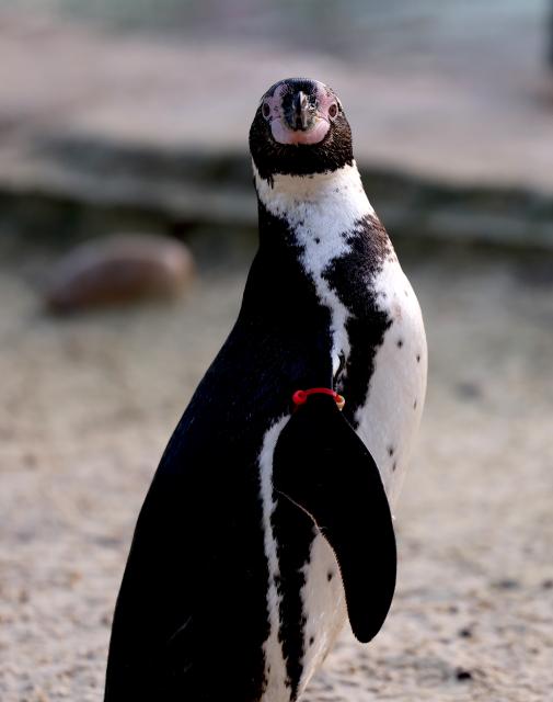 (260107) -- LONDON, Jan. 7, 2026 (Xinhua) -- A penguin is seen during the annual stocktake at London Zoo in London, Britain, Jan. 6, 2026. (Xinhua/Li Ying)