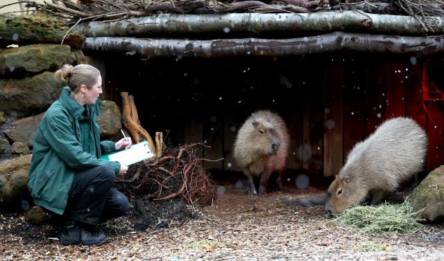 (260107) -- LONDON, Jan. 7, 2026 (Xinhua) -- A zookeeper counts capybaras during the annual stocktake at London Zoo in London, Britain, Jan. 6, 2026. (Xinhua/Li Ying)