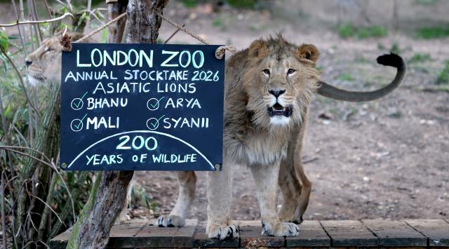 (260107) -- LONDON, Jan. 7, 2026 (Xinhua) -- A lion is seen during the annual stocktake at London Zoo in London, Britain, Jan. 6, 2026. (Xinhua/Li Ying)