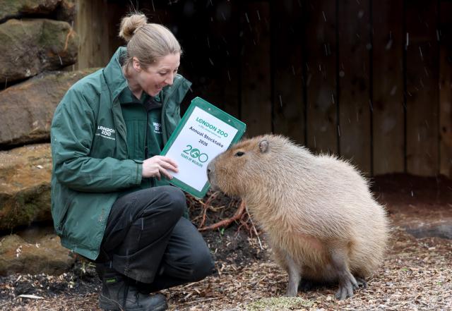 (260107) -- LONDON, Jan. 7, 2026 (Xinhua) -- A zookeeper interacts with a capybara during the annual stocktake at London Zoo in London, Britain, Jan. 6, 2026. (Xinhua/Li Ying)