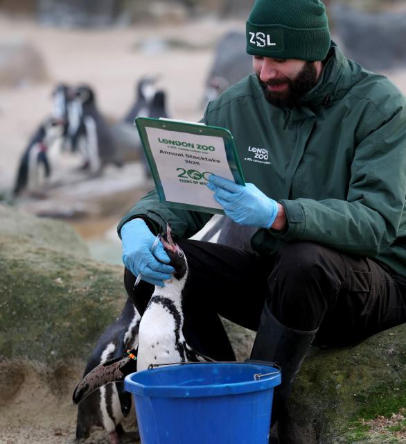 (260107) -- LONDON, Jan. 7, 2026 (Xinhua) -- A zookeeper interacts with a penguin during the annual stocktake at London Zoo in London, Britain, Jan. 6, 2026. (Xinhua/Li Ying)