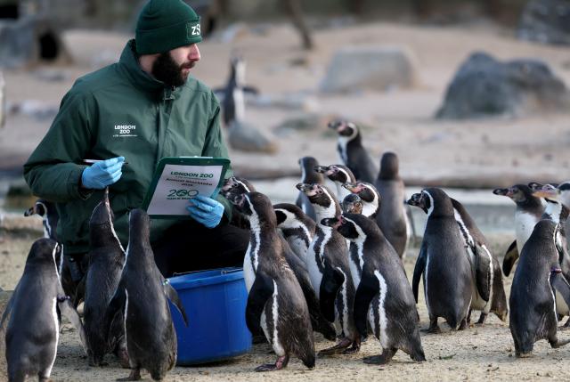 (260107) -- LONDON, Jan. 7, 2026 (Xinhua) -- A zookeeper counts penguins during the annual stocktake at London Zoo in London, Britain, Jan. 6, 2026. (Xinhua/Li Ying)