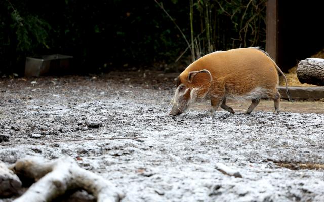 (260107) -- LONDON, Jan. 7, 2026 (Xinhua) -- A red river hog forages on frosty ground at London Zoo in London, Britain, Jan. 6, 2026. Amber cold weather alerts remain in force for England through Friday, with snow, ice, strong winds and heavy rain expected to bring further hazards later in the week. (Xinhua/Li Ying)