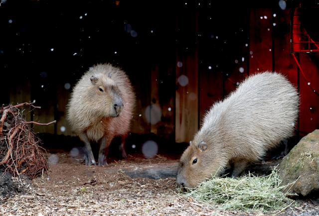 (260107) -- LONDON, Jan. 7, 2026 (Xinhua) -- Two capybaras forage in the snow at London Zoo in London, Britain, Jan. 6, 2026. Amber cold weather alerts remain in force for England through Friday, with snow, ice, strong winds and heavy rain expected to bring further hazards later in the week. (Xinhua/Li Ying)