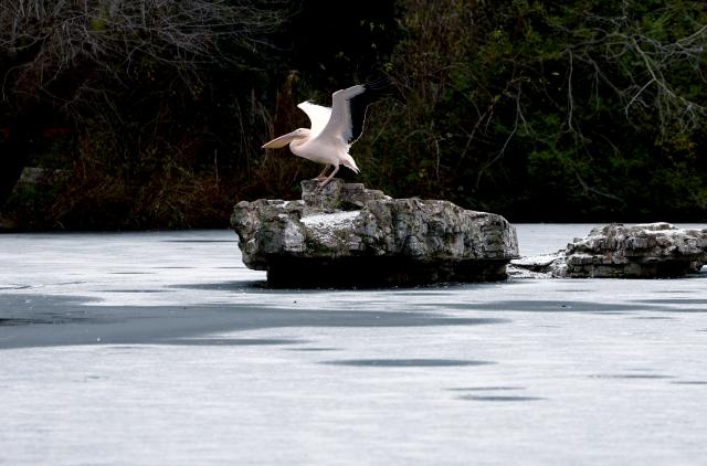 (260107) -- LONDON, Jan. 7, 2026 (Xinhua) -- A pelican is seen on a rock surrounded by the frozen surface of the lake at St. James's Park in London, Britain, Jan. 6, 2026. Amber cold weather alerts remain in force for England through Friday, with snow, ice, strong winds and heavy rain expected to bring further hazards later in the week. (Xinhua/Li Ying)