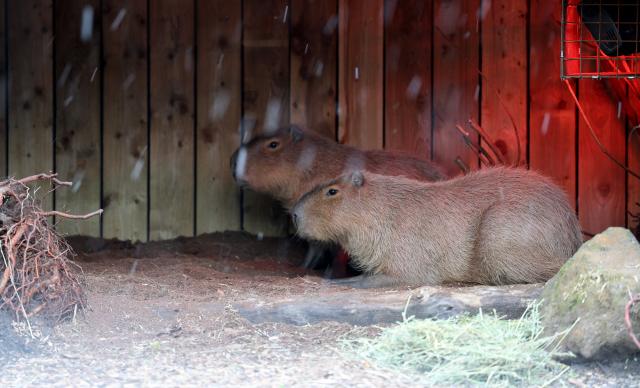 (260107) -- LONDON, Jan. 7, 2026 (Xinhua) -- Two capybaras shelter in the snow at London Zoo in London, Britain, Jan. 6, 2026. Amber cold weather alerts remain in force for England through Friday, with snow, ice, strong winds and heavy rain expected to bring further hazards later in the week. (Xinhua/Li Ying)