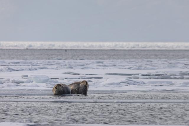 (260107) -- VLADIVOSTOK, Jan. 7, 2026 (Xinhua) -- Seals are pictured on the ice in Vladivostok, a city in the Russian Far East, Jan. 7, 2026. (Photo by Andrey Matveenko/Xinhua)