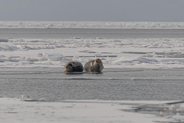 (260107) -- VLADIVOSTOK, Jan. 7, 2026 (Xinhua) -- Seals are pictured on the ice in Vladivostok, a city in the Russian Far East, Jan. 7, 2026. (Photo by Andrey Matveenko/Xinhua)