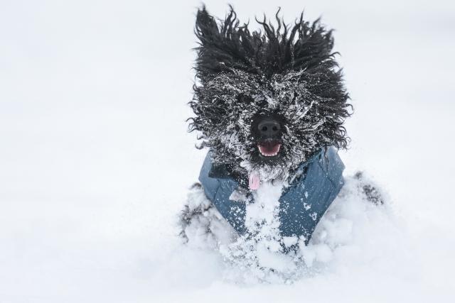 (260107) -- BUDAPEST, Jan. 7, 2026 (Xinhua) -- A dog plays in the snow in Budapest, Hungary on Jan. 7, 2026. (Photo by David Balogh/Xinhua)