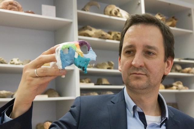 (260108) -- BUDAPEST, Jan. 8, 2026 (Xinhua) -- Attila Osi, a paleontologist of Eotvos Lorand University (ELTE), introduces the research findings of the Ajkaceratops Kozmai skull fossils during a press conference in Budapest, Hungary, Jan. 7, 2026. Hungarian researchers have identified a new ceratopsian dinosaur skull fossil from western Hungary, providing the strongest evidence to date that horned dinosaurs lived in Europe during the Late Cretaceous period, scientists said on Wednesday.
  The fossil, attributed to Ajkaceratops Kozmai, was unearthed at the Iharkut (central Hungary) fossil site in the Bakony Mountains and studied by an international research team led by Attila Osi. The research findings were published in the scientific journal Nature. (Photo by Attila Volgyi/Xinhua)