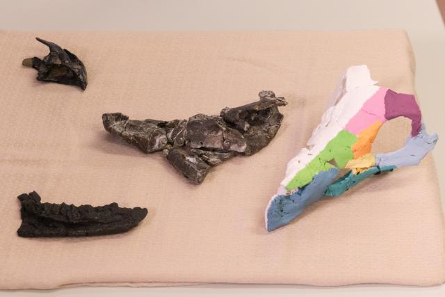 (260108) -- BUDAPEST, Jan. 8, 2026 (Xinhua) -- The skull fossils and a 3D replica of the Ajkaceratops Kozmai are displayed during a press conference in Budapest, Hungary, Jan. 7, 2026. Hungarian researchers have identified a new ceratopsian dinosaur skull fossil from western Hungary, providing the strongest evidence to date that horned dinosaurs lived in Europe during the Late Cretaceous period, scientists said on Wednesday.
  The fossil, attributed to Ajkaceratops Kozmai, was unearthed at the Iharkut (central Hungary) fossil site in the Bakony Mountains and studied by an international research team led by paleontologist Attila Osi of Eotvos Lorand University (ELTE). The research findings were published in the scientific journal Nature. (Photo by Attila Volgyi/Xinhua)