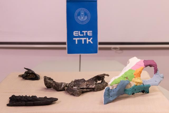 (260108) -- BUDAPEST, Jan. 8, 2026 (Xinhua) -- The skull fossils and a 3D replica of the Ajkaceratops Kozmai are displayed during a press conference in Budapest, Hungary, Jan. 7, 2026. Hungarian researchers have identified a new ceratopsian dinosaur skull fossil from western Hungary, providing the strongest evidence to date that horned dinosaurs lived in Europe during the Late Cretaceous period, scientists said on Wednesday.
  The fossil, attributed to Ajkaceratops Kozmai, was unearthed at the Iharkut (central Hungary) fossil site in the Bakony Mountains and studied by an international research team led by paleontologist Attila Osi of Eotvos Lorand University (ELTE). The research findings were published in the scientific journal Nature. (Photo by Attila Volgyi/Xinhua)