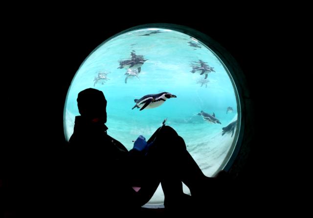 (260108) -- BEIJING, Jan. 8, 2026 (Xinhua) -- A zookeeper counts penguins during the annual stocktake at London Zoo in London, Britain, Jan. 6, 2026. (Xinhua/Li Ying)