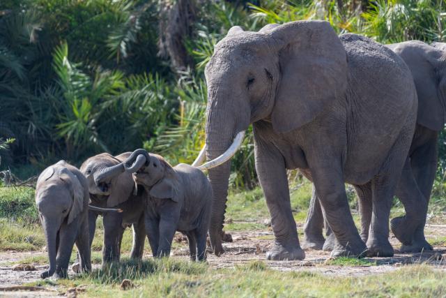 (260108) -- KAJIADO, Jan. 8, 2026 (Xinhua) -- Elephants are pictured at the Amboseli National Park in Kenya, Jan. 8, 2026. Amboseli National Park is one of Kenya's premier vacation destinations and a world-renowned tourist spot. The park is located at the border between Kenya and Tanzania and sits at the foot of Africa's highest mountain, Mount Kilimanjaro. (Xinhua/Xie Jianfei)