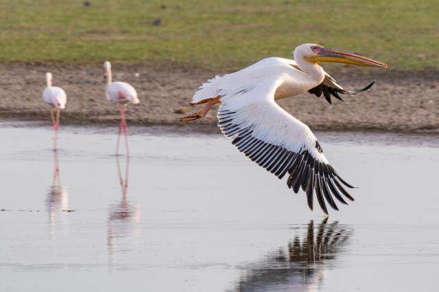 (260108) -- KAJIADO, Jan. 8, 2026 (Xinhua) -- This photo taken on Jan. 8, 2026 shows a pelican and two flamingos at the Amboseli National Park in Kenya. Amboseli National Park is one of Kenya's premier vacation destinations and a world-renowned tourist spot. The park is located at the border between Kenya and Tanzania and sits at the foot of Africa's highest mountain, Mount Kilimanjaro. (Xinhua/Xie Jianfei)